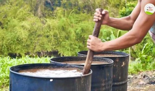 Mengapa konsentrat diberikan sebelum hijauan