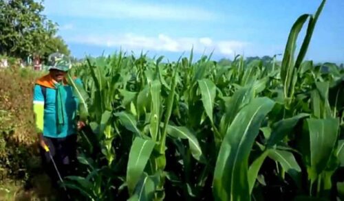Tips Budidaya Jagung Ketan Agar Hasil Panennya Melimpah - Wahana News Persiapan budidaya jagung panduan panen melimpah