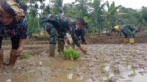 Prada Ahmad Wahidin, Cara Menanam Menentukan Produktifitas Tanaman Padi ... Strategi pht padi mengoptimalkan produktivitas dan melindungi lingkungan