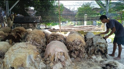 Hukum Menjual Kulit Hewan Kurban, Ini Ketentuannya | kumparan.com Hukum menjual kulit hewan kurban