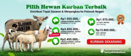 Apa Arti Qurban Serta Keutamaan Melaksanakannya? Qurban lebih baik dimana simak penjelasan berikut