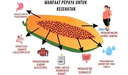 Pepaya dan kesehatan ginjal manfaat dan potensi bahayanya