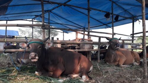 Berkurban atas nama orang yang sudah meninggal